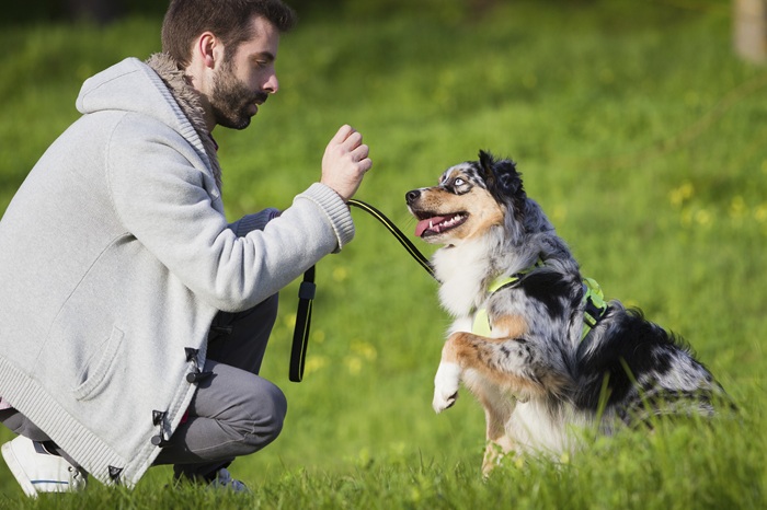 Start Your Dog Training Business Today: Expert Guide With Simple Steps